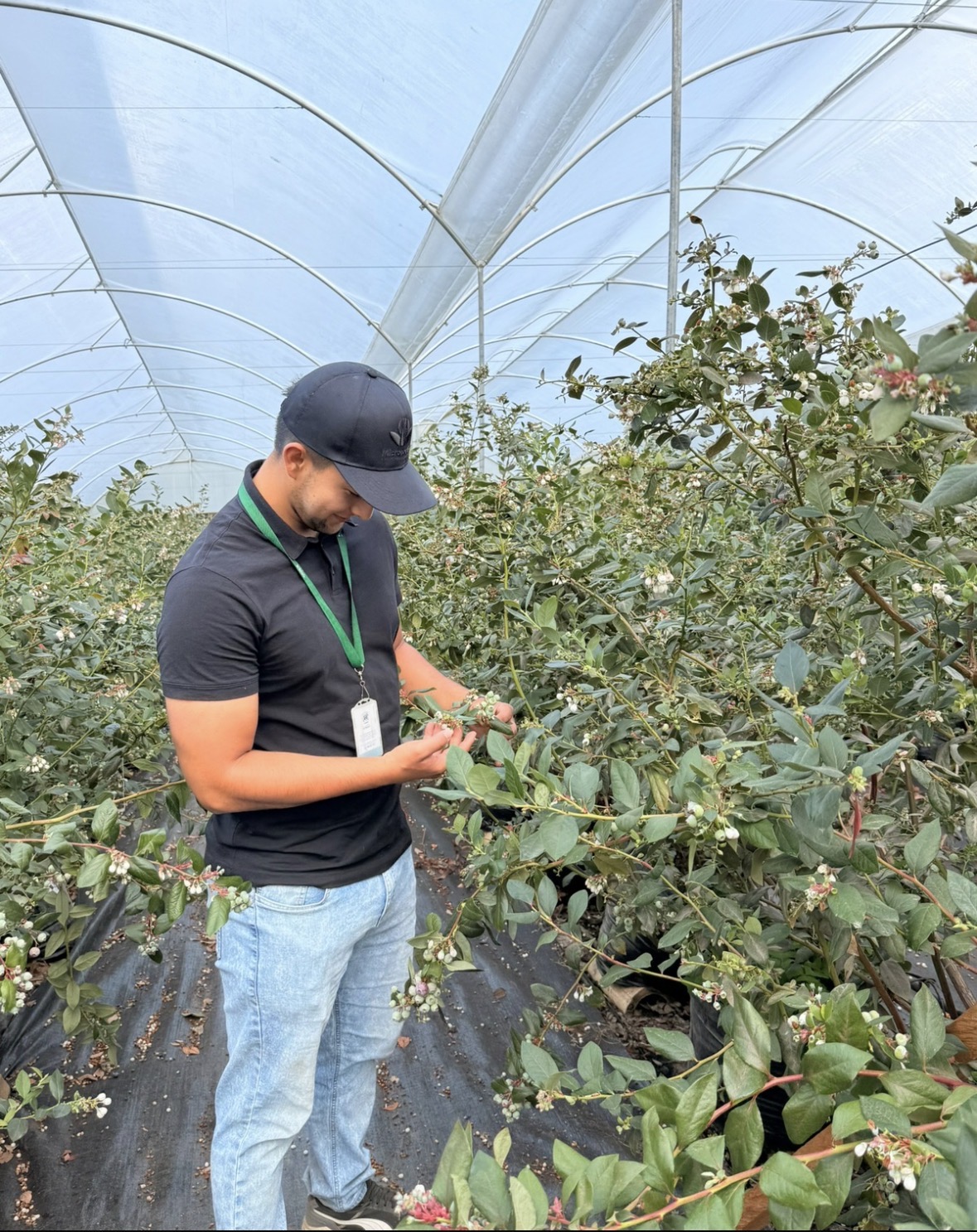 Asesoría técnica profesional